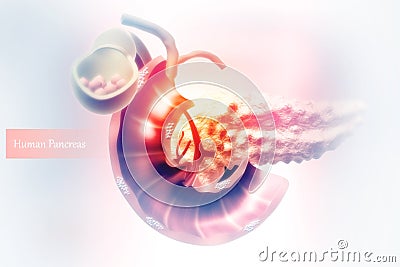 Human Pancreas Cartoon Illustration