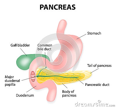 Human pancreas Vector Illustration