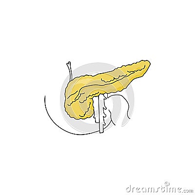 Human pancreas, a schematic representation of an internal organ, individual parts of the structure of the human body Vector Illustration