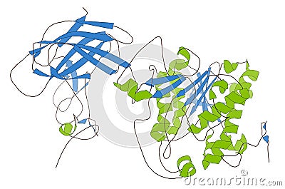 Human pancreatic lipase (HPL) enzyme, in complex with colipase. Performs first steps in the digestion of triglycerides (fat, oil) Stock Photo