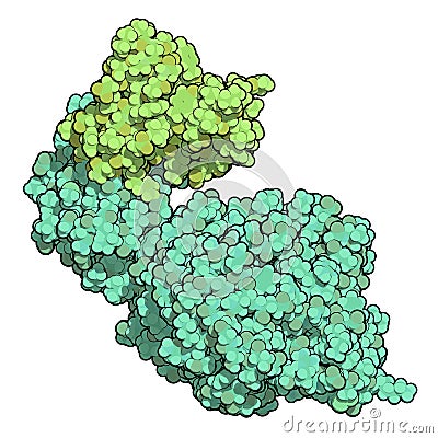 Human pancreatic lipase (HPL) enzyme, in complex with colipase. Performs first steps in the digestion of triglycerides (fat, oil) Stock Photo