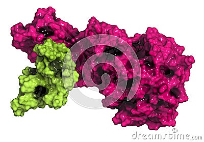 Human pancreatic lipase (HPL) enzyme, in complex with colipase. Performs first steps in the digestion of triglycerides (fat, oil) Stock Photo