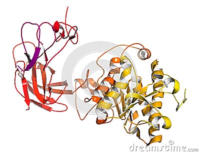 Human pancreatic lipase (HPL) enzyme, in complex with colipase. Performs first steps in the digestion of triglycerides (fat, oil) Stock Photo