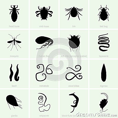 Human parasites Vector Illustration