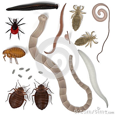 Human parasites Stock Photo