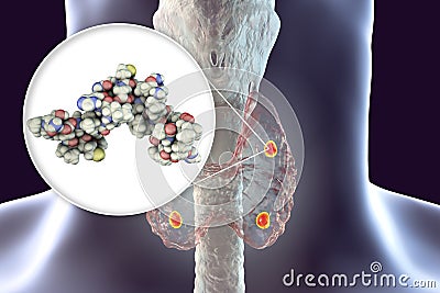 Human parathyroid hormone Cartoon Illustration