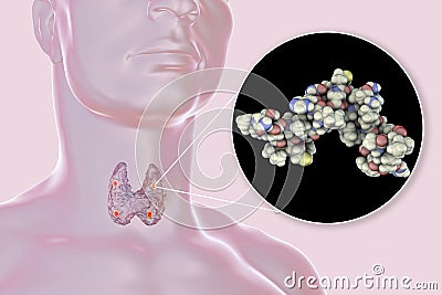 Human parathyroid hormone Cartoon Illustration