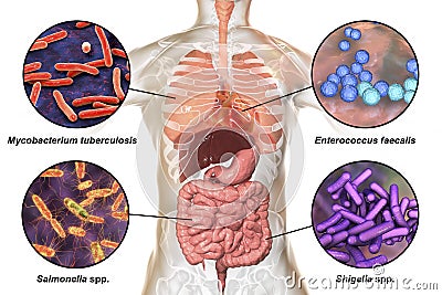 Human pathogenic microbes, respiratory and enteric pathogens Cartoon Illustration