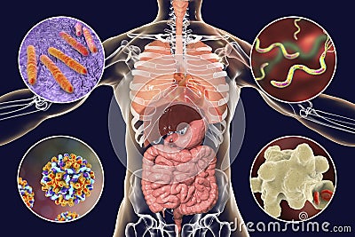 Human pathogenic microbes, respiratory, enteric and liver pathogens Cartoon Illustration