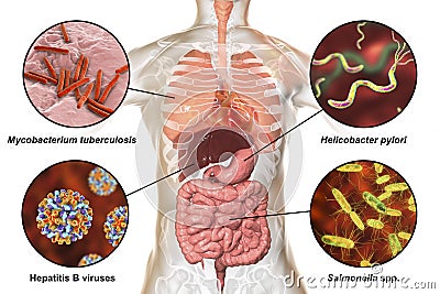 Human pathogenic microbes, respiratory, enteric and liver pathogens Cartoon Illustration