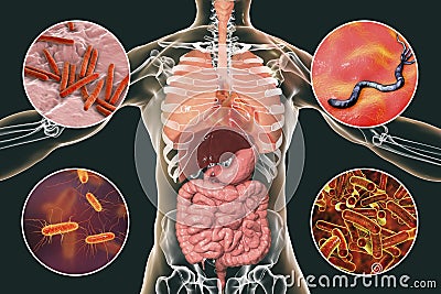 Human pathogenic microbes, respiratory and enteric pathogens Cartoon Illustration