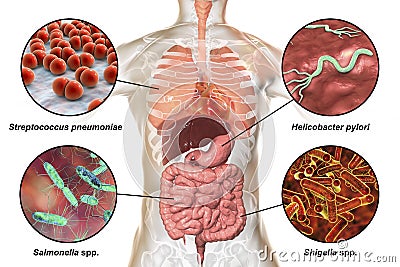 Human pathogenic microbes, respiratory and enteric pathogens Cartoon Illustration