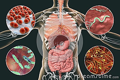 Human pathogenic microbes, respiratory and enteric pathogens Cartoon Illustration