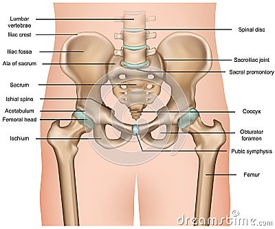 Human pelvis anatomy 3d medical illustration on white background Cartoon Illustration