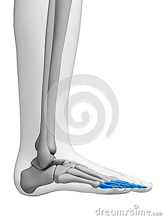 Human phalanges Cartoon Illustration