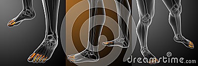 human phalanges foot Cartoon Illustration