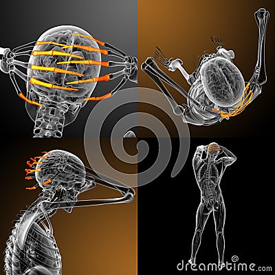 human phalanges hand Cartoon Illustration