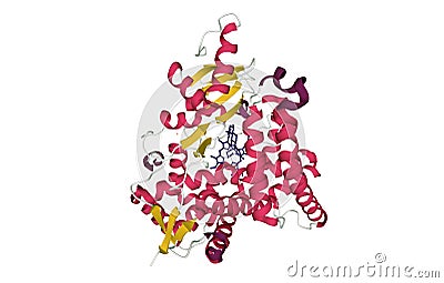 Human placental aromatase cytochrome P450 CYP19A1 complexed with testosterone Stock Photo