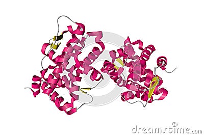 Human progesterone receptor ligand binding domain in complex with ligand metribolone. Ribbons diagram. 3d illustration Cartoon Illustration