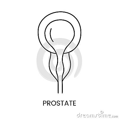 The human prostate gland icon lines in vector, illustrating the internal organ of the urinary system. Vector Illustration