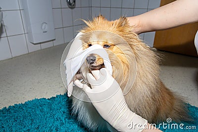 Human puts a bandage around the snout of a dog Stock Photo