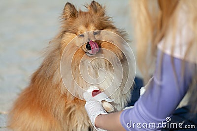 Human puts a bandage on a bleeding paw Stock Photo