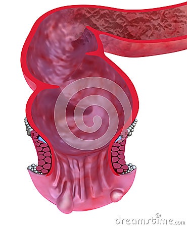 Human rectum, 3D model isolated on whitre Stock Photo