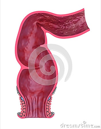 Human rectum, front view Stock Photo