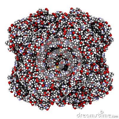 Human red blood cell catalase. Protects cell from damage by reactive oxygen species (ROS Stock Photo