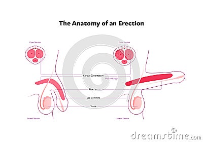 Human reproductive system anatomy inforgaphic chart. Vector flat healthcare illustration. Male erected penis with text. Side view Vector Illustration