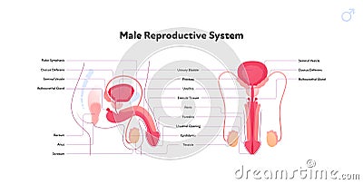 Human reproductive system anatomy inforgaphic chart. Vector flat healthcare illustration. Male penis and testicles with name Vector Illustration