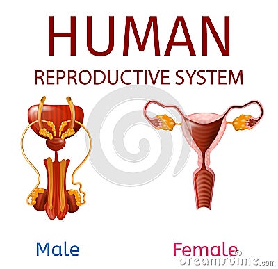 Human Reproductive System Male and Female Genitals Vector Illustration