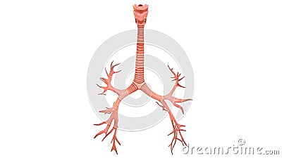 Human Respiratory Lungs System inside Anatomy Anterior view Stock Photo