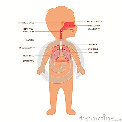 Human respiratory system anatomy, Vector Illustration