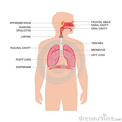 Human respiratory system anatomy Vector Illustration