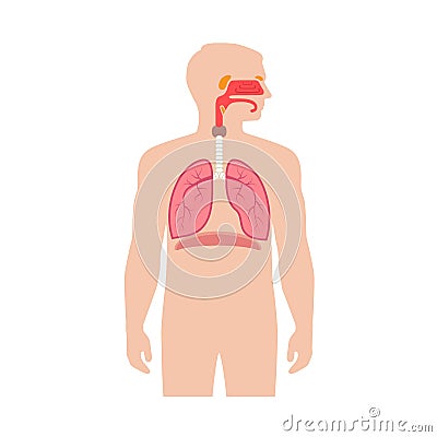 Human respiratory system anatomy Vector Illustration