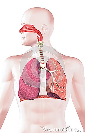 Human respiratory system, cross section. Stock Photo