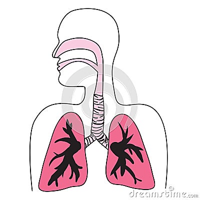 Human Respiratory System Diagram Stock Photo