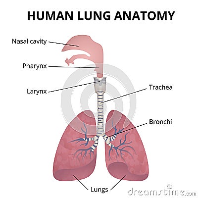 Human respiratory system Vector Illustration