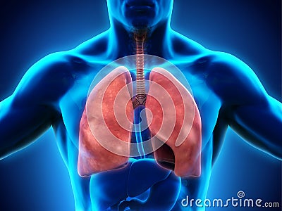 Human Respiratory System Stock Photo