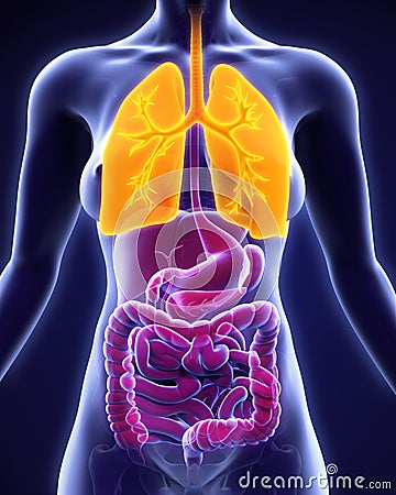 Human Respiratory System Stock Photo