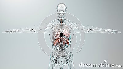 Human Respiratory System Lungs Anatomy Animation Concept. visible lung, pulmonary ventilation, trachea, Cartoon Illustration