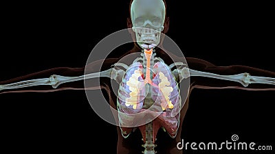 Human Respiratory System Lungs Anatomy Animation Concept. visible lung, pulmonary ventilation, trachea, Realistic high quality Cartoon Illustration
