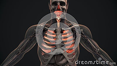 Human respiratory system lungs anatomy Stock Photo