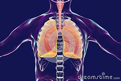Human respiratory system, lungs, trachea, larynx and male body silhouette with skeleton Cartoon Illustration