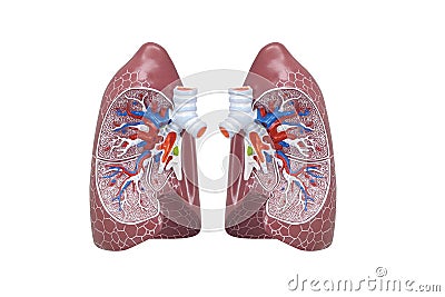 Human respiratory system model is show Lungs. Human physical model for education of anatomy.3D Render Medical lung inner structure Stock Photo