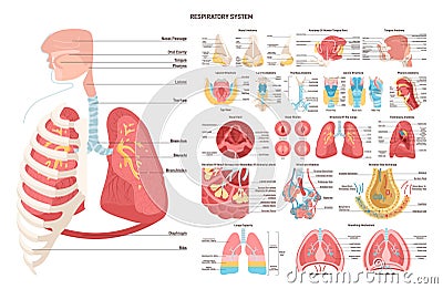 Human respiratory sytem set. Nose, trachea, lungs and alveoli. Respiratory Vector Illustration