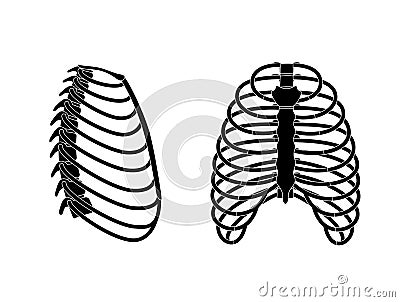 Human rib cage anatomy Vector Illustration