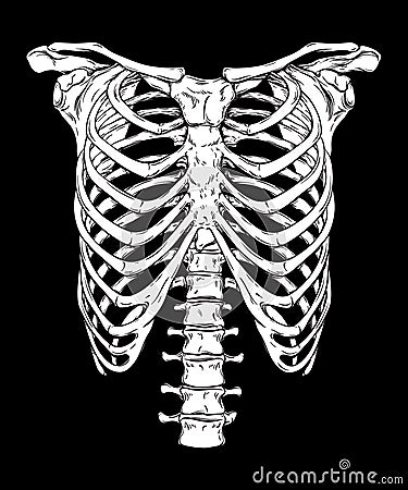 Human ribcage hand drawn line art anatomically correct. White over black background vector illustration. Print design for t-shirt Vector Illustration