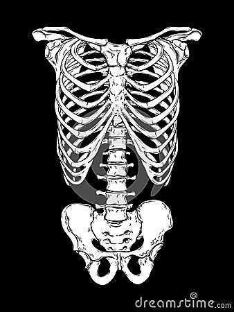 Human ribcage hand drawn line art anatomically correct. White over black background vector illustration. Print design for t-shirt Vector Illustration